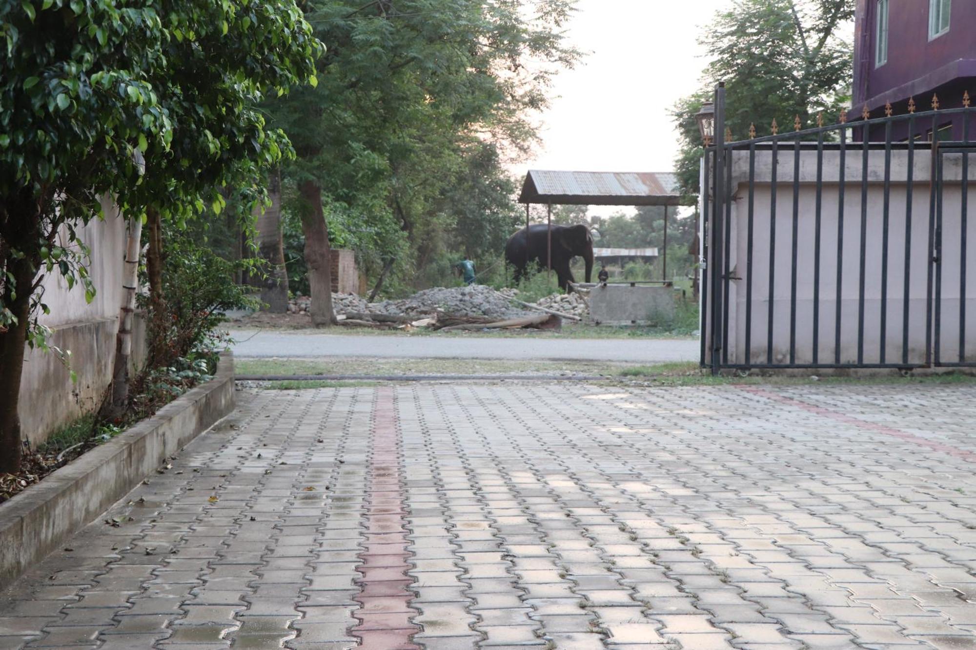 Hotel Flycatcher Sauraha Exterior foto