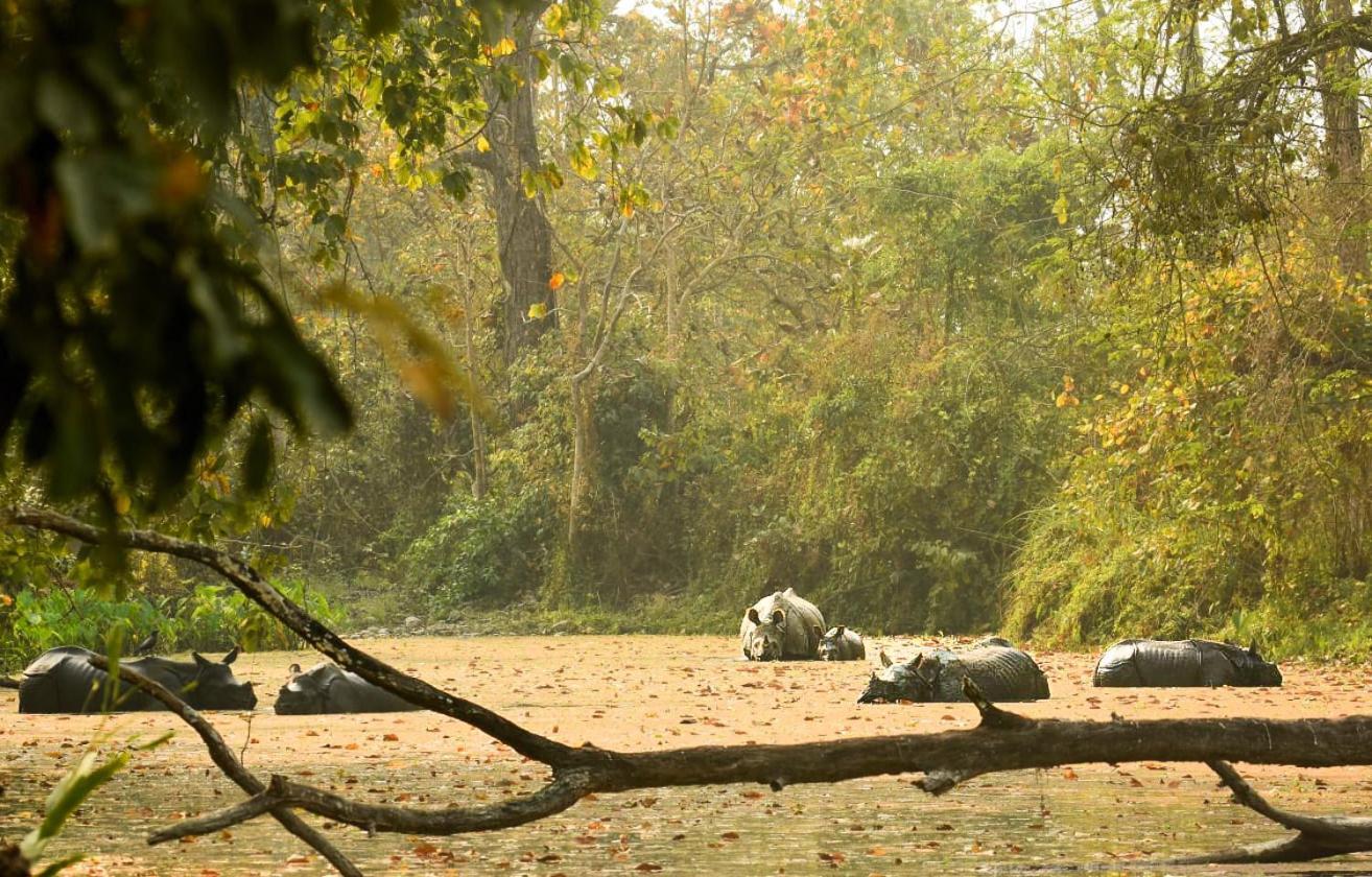 Hotel Flycatcher Sauraha Exterior foto